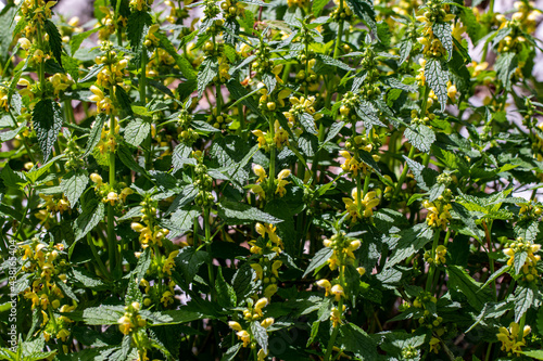 Bunch of Lamium galeobdolon flowers growing in forest, close up