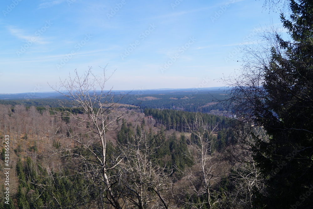 Obraz premium Schöner Wald