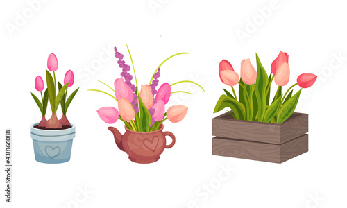 Tulip Flowers Growing in Flowerpot on Garden Bed Vector Set