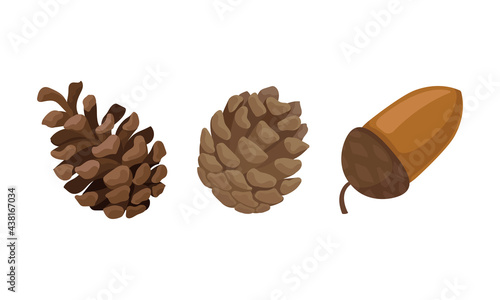 Fir or Pine Cones and Acorns as Seed Containing Plant Part Vector Set