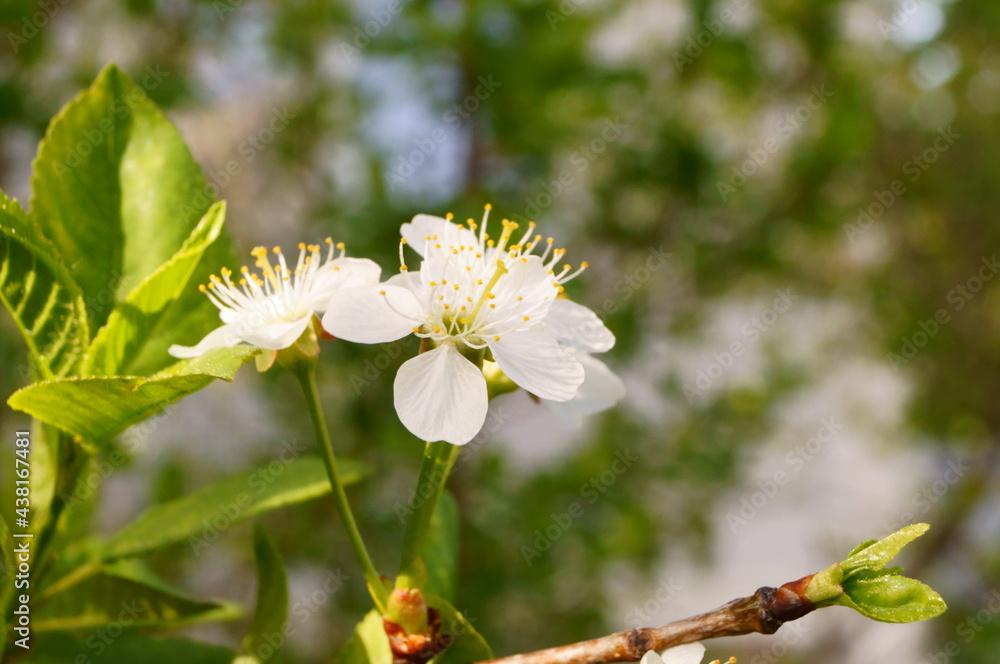 Close-up photo of cherry flowers. Close-up photo of cherry flowers.
