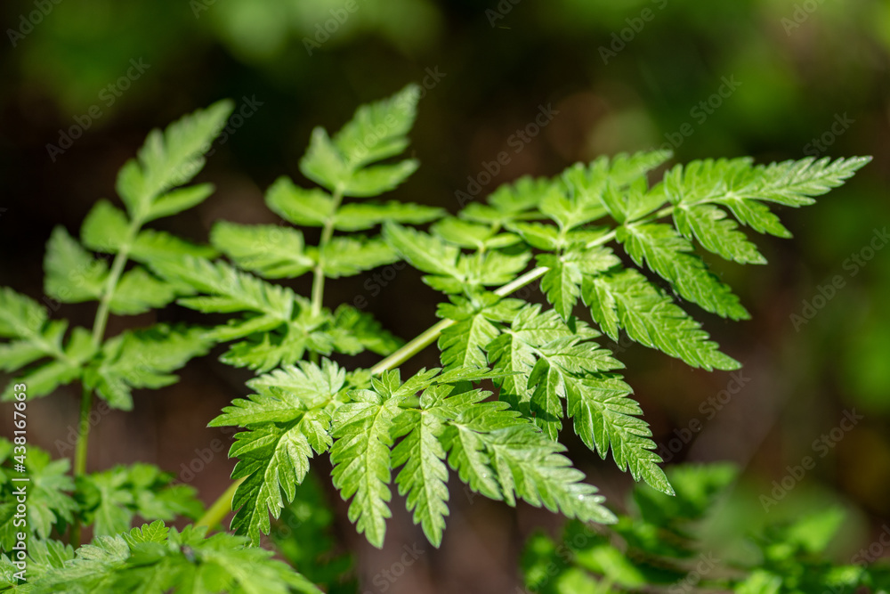 Beautiful uncultivated wild green fern plant in the forest, close up