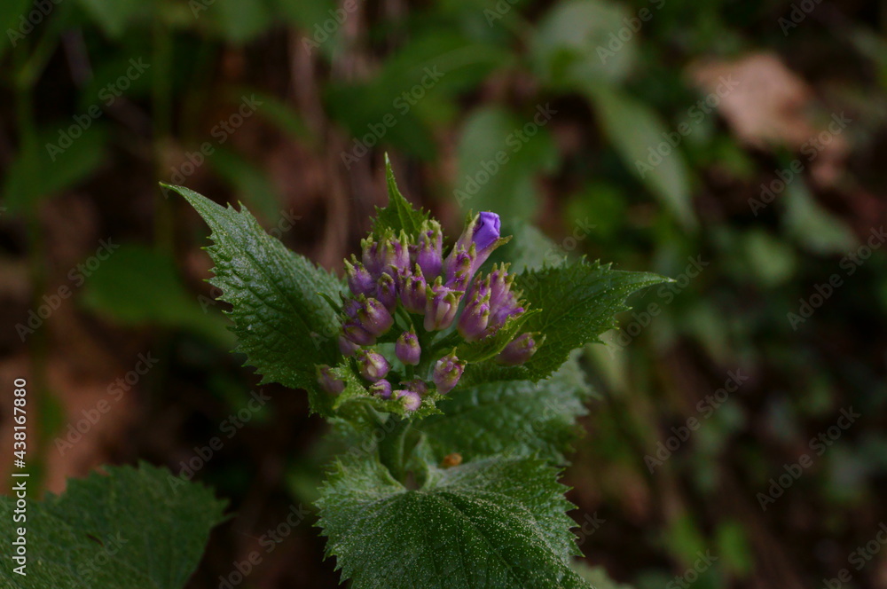 Close-up photo of beautiful spring forest flover( maybe lamium) Close-up photo of beautiful spring forest flover( maybe lamium)
