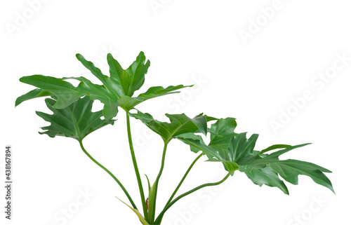 Philodendron selloum exotic green leaves tree isolated on white background