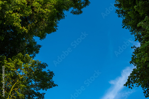 Canopy of trees with green leaves against the blue sky. Photo taken in daylight.