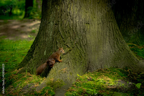 Wiewiórka na pniu drzewa 