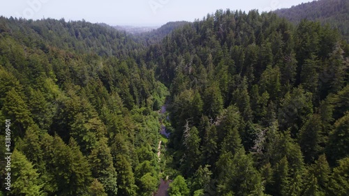 Drone Footage Flying over the forest trees. Aerial video of redwood forest in California. Long birds eye view of river in the mountains with sequoia trees.