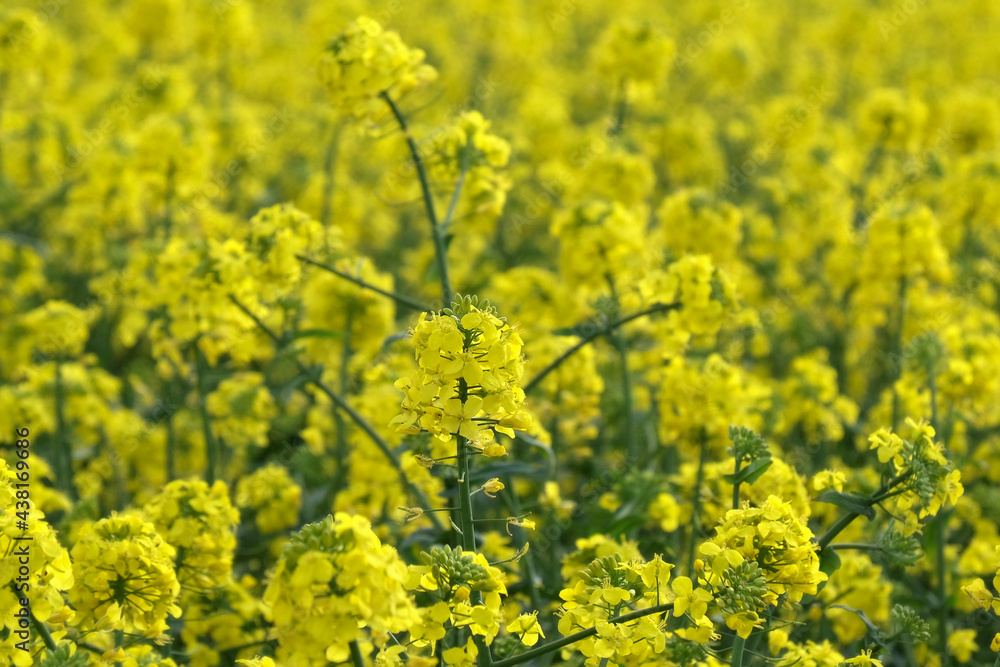Oil rape,closeup of blossoming canola flowers and plants in field, selective focus, agriculture in spring Oil rape,closeup of blossoming canola flowers and plants in field, selective focus, agriculture in spring