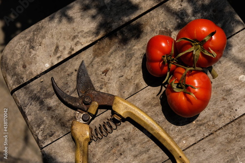 Red tomatoes and old garden secateurs on an old wooden board. photo