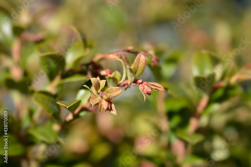 Lingonberry Fireballs