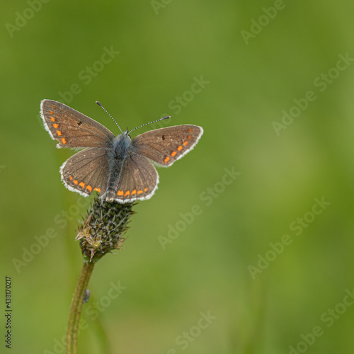 Argus Brown Butterfly on a leaf
