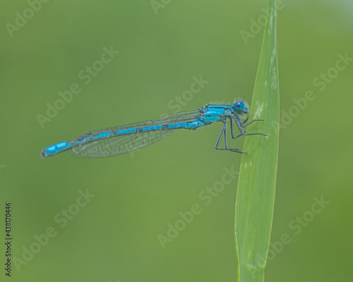 Common Blue Damselfly