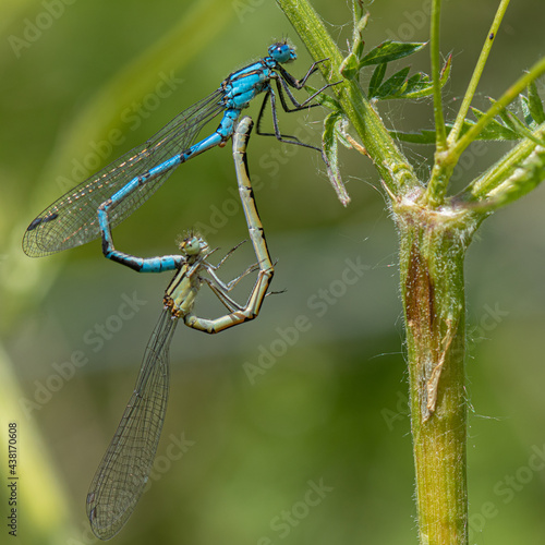 Mating pair of common Blue Damselflies