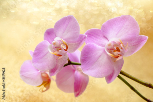 A branch of purple orchids on a shiny gold background.