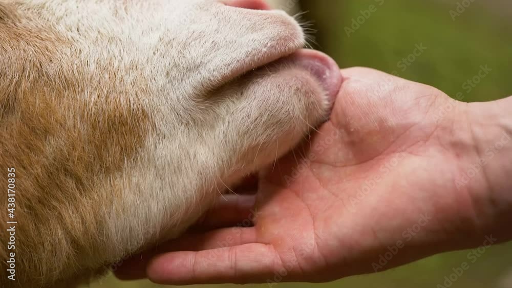 goat licks hand goat licks hand