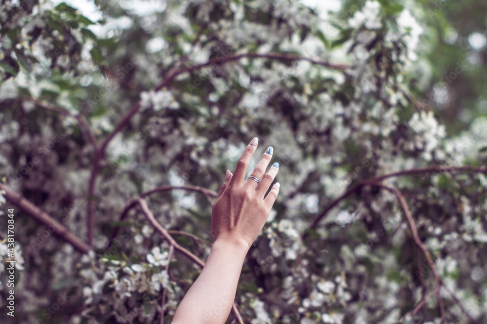 the hand of a young woman on the background of a blooming apple tree