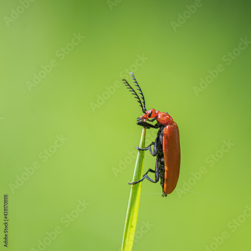 Red-headed cardinal beetle