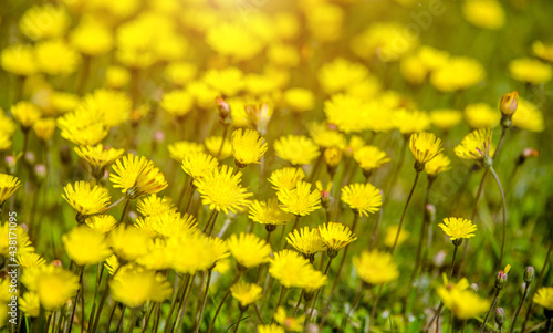 Yellow dandelions blooming on grass background 