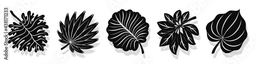 Set of vector black leaves silhouettes and shadow isolated on white background. Abstract cartoon leaf or foliage flat shape icon style. Design for logo  stencil or pattern artwork.