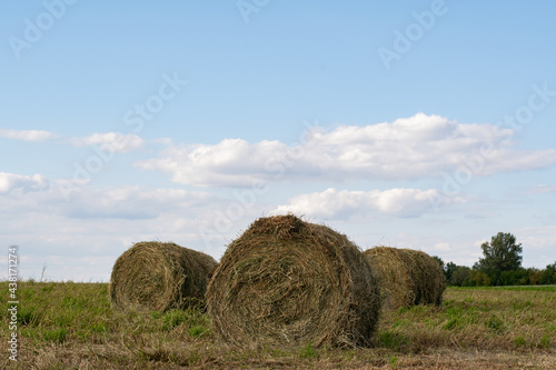 Beautiful landscape. Agricultural field. Round bundles of dry grass in the field against the cloudy sky. Bales of hay to feed cattle in winter