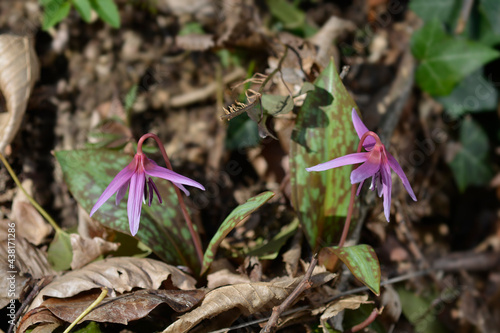 Dogs tooth violet photo