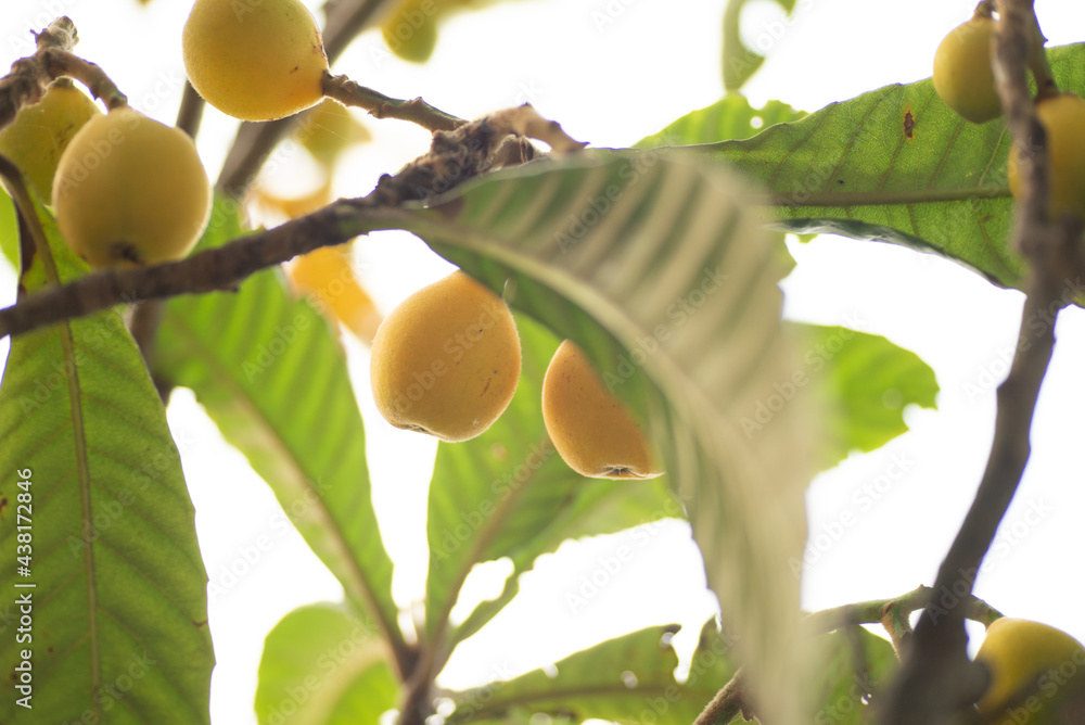 Obraz premium 枇杷の実