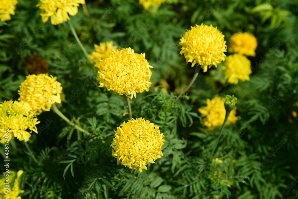 yellow flowers in the garden yellow flowers in the garden