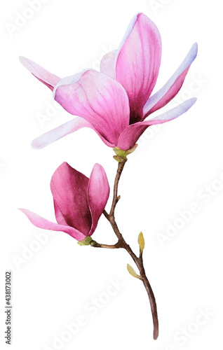 The picturesque pink magnolia branch hand drawn in watercolor isolated on a white background. Watercolor illustration. Floral watercolor illustration. Floral element 