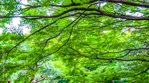 Japanese garden trees in summer