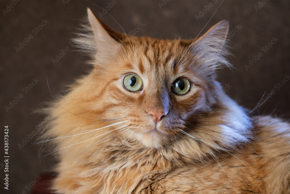 Naklejka premium retrato de gato