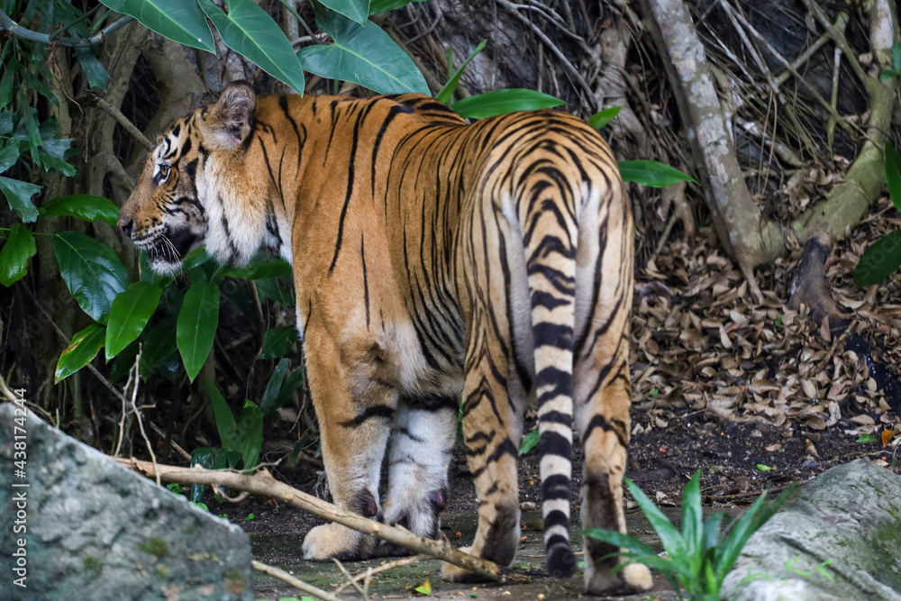 Obraz premium Close up bengal tiger is beautiful animal and dangerous in forest