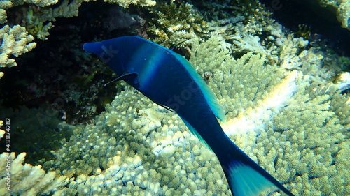 Green birdmouth wrasse or Indian birdmouth wrasse (Gomphosus caeruleus. Invalid synonym: Gomphosus caeruleus klunzingeri) undersea, Red Sea, Egypt, Sinai, Ras Mohammad national park photo