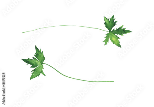 Watercolor grass isolated on white background. Hand drawing herbs for design. Perfect for card, print, poster.