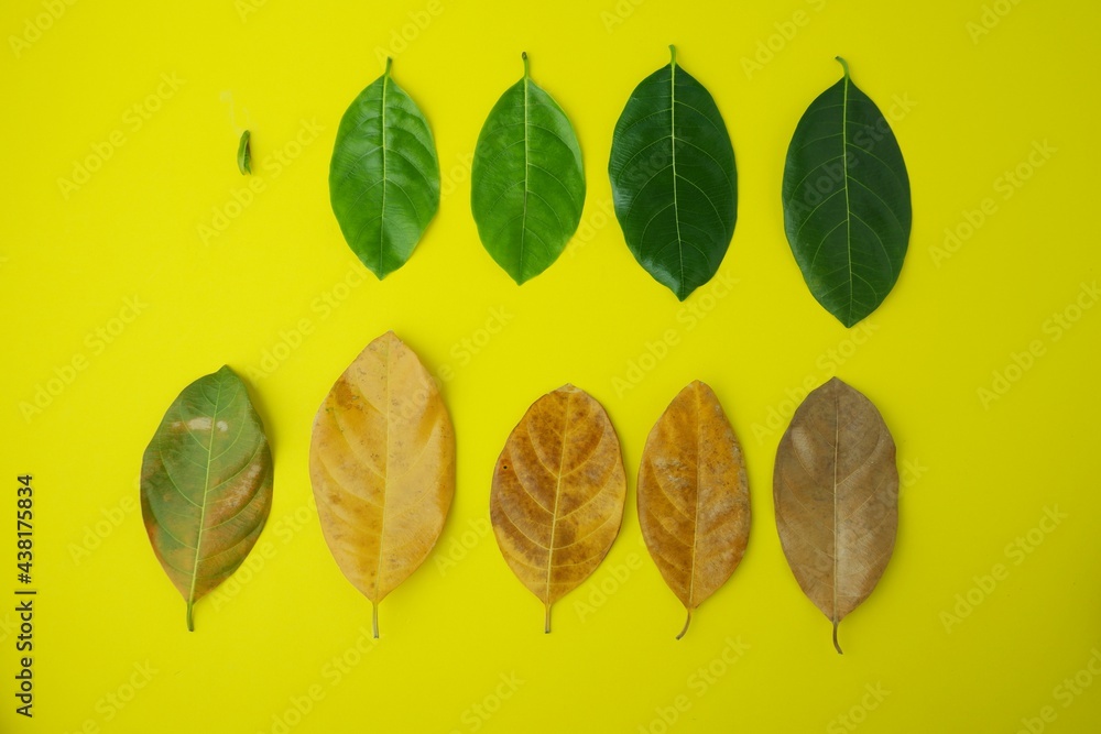 Obraz premium Jackfruit leaves are called from young shoots to old leaves on yellow background