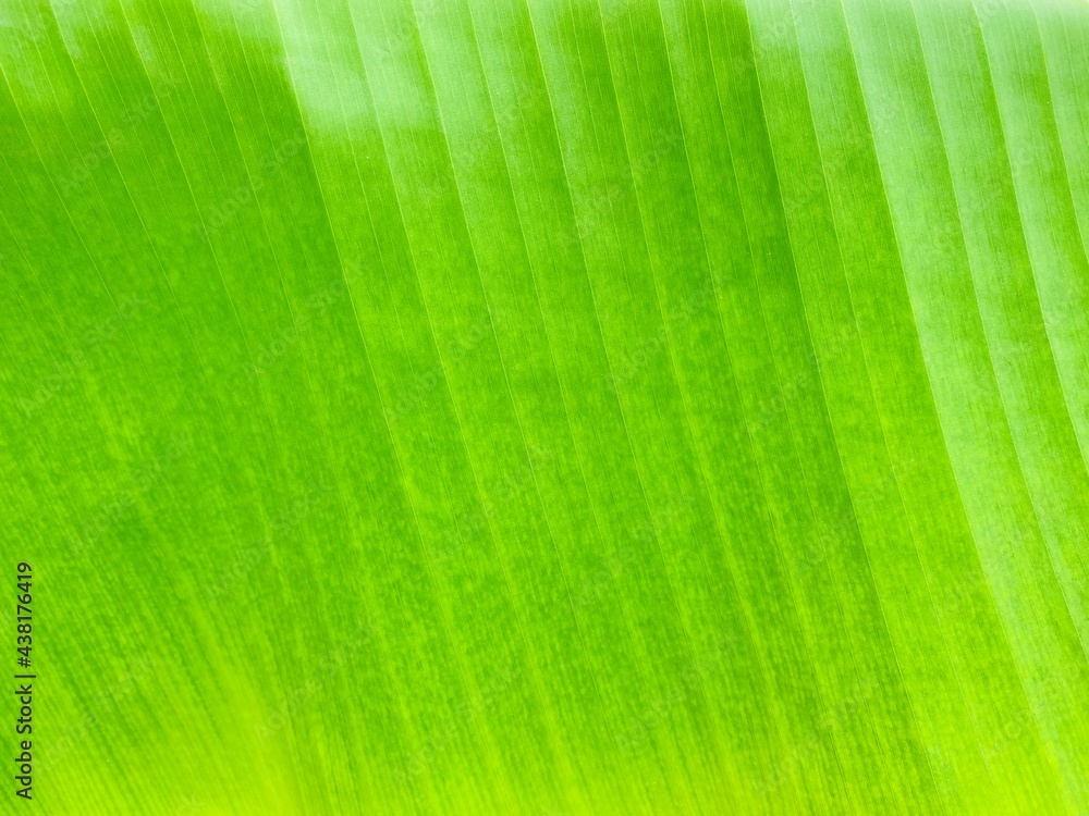 green leaf texture green leaf texture
