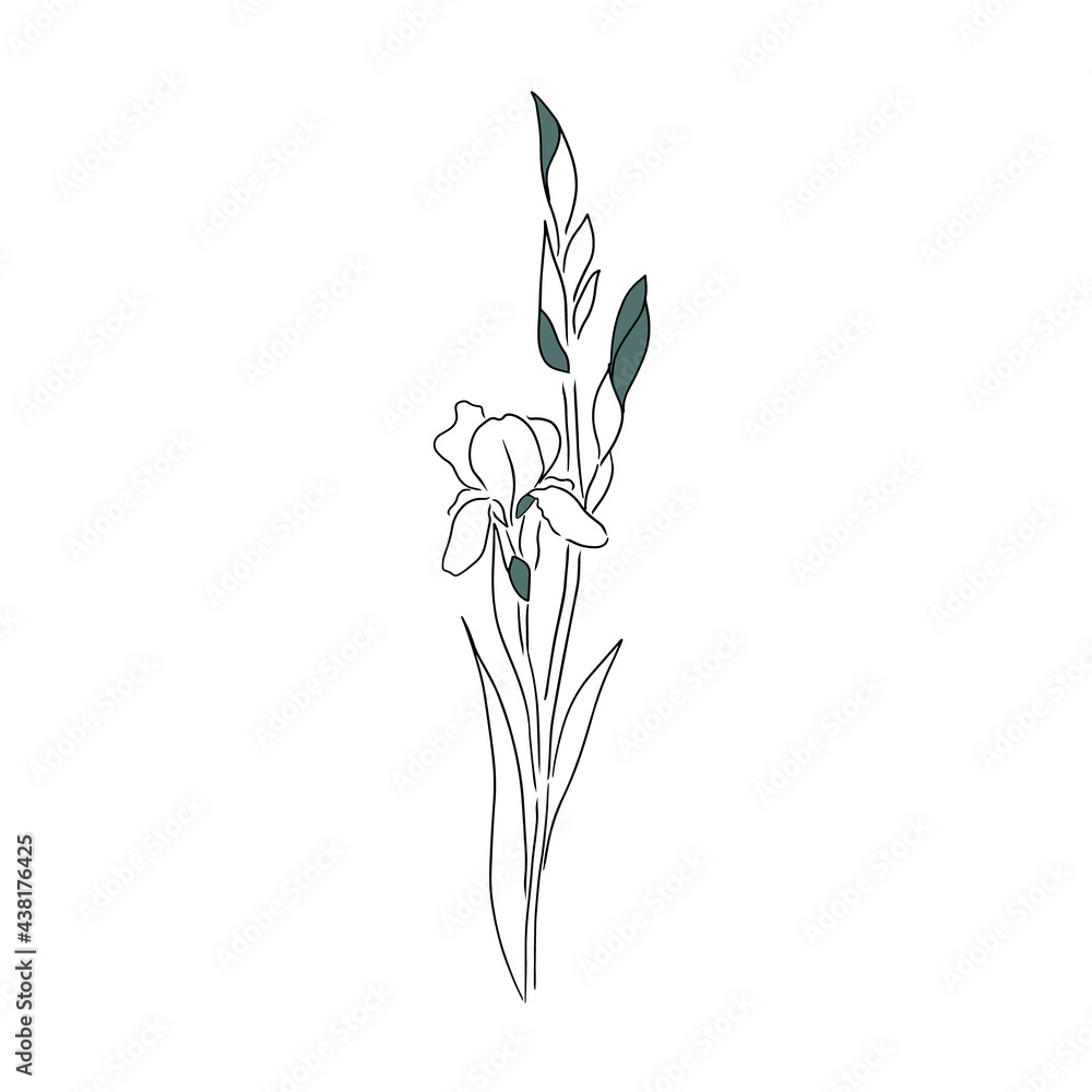 The flower iris is one line. Vector illustration The flower iris is one line. Vector illustration