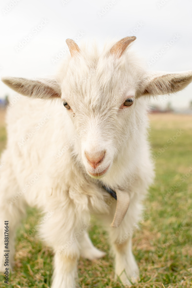 white goats on the background of nature white goats on the background of nature