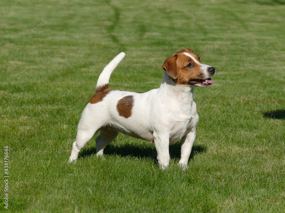 Jack Russell Terrier Close Up.