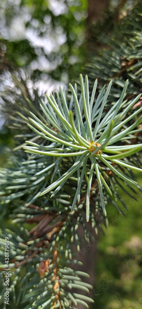close up of pine needles