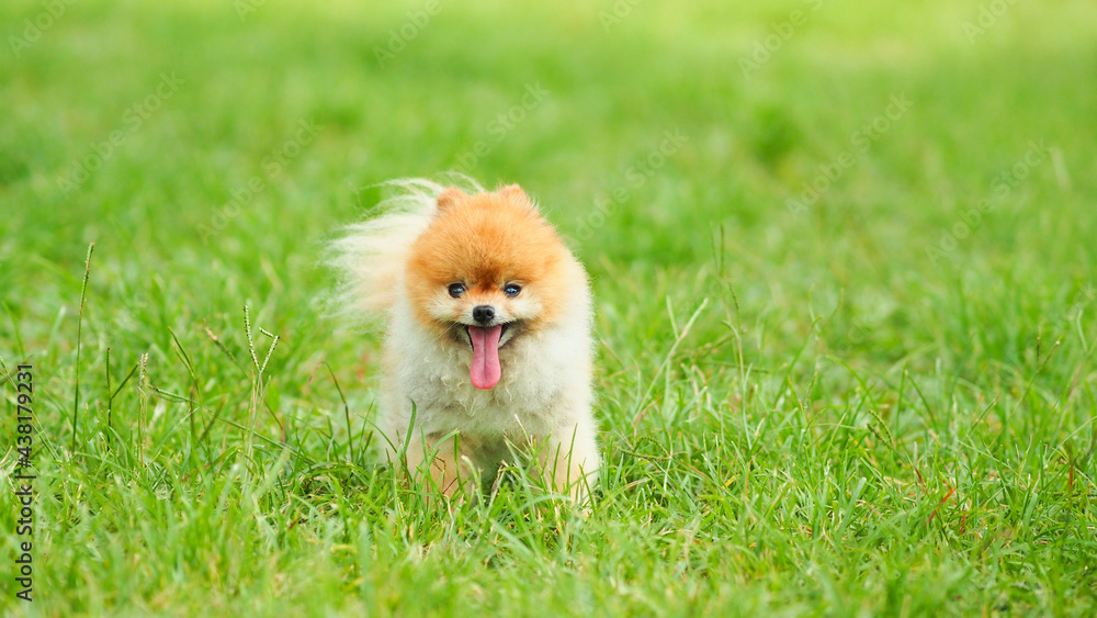 Brown Pomeranian is standing on grass land. Sticking out tongue.