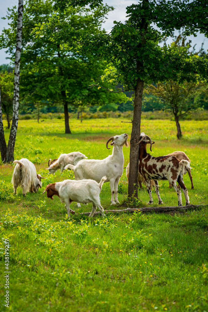 Fototapeta premium Goats grazing on the heath