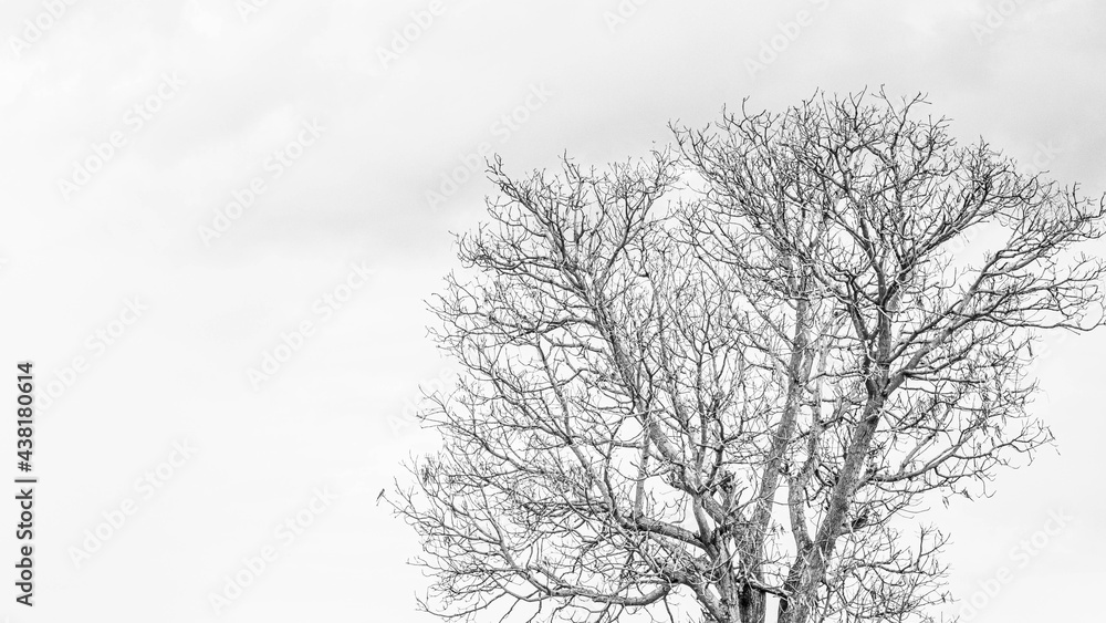 A dry tree with no leaves that does not grow. A dry tree with no leaves that does not grow.