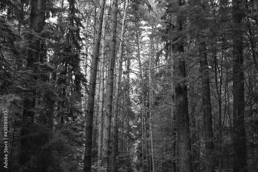trees in the forest trees in the forest