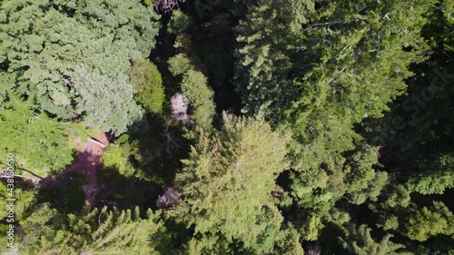 Drone Footage of coastal redwood treetops in the forest mountains.