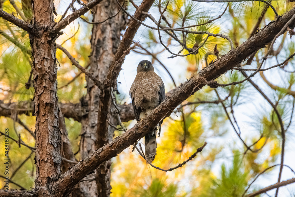 Cooper's Hawk (Accipiter cooperii) Perched and Nesting Cooper's Hawk (Accipiter cooperii) Perched and Nesting