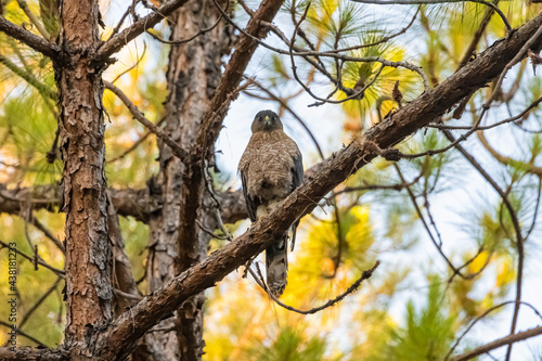 Cooper s Hawk  Accipiter cooperii  Perched and Nesting 