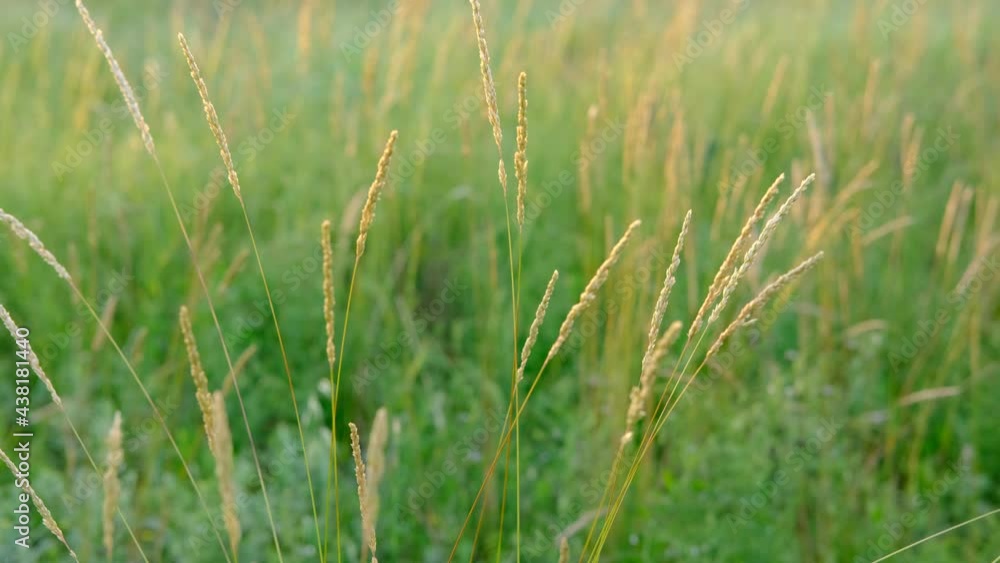 Dreamy vibrant gold and green spikelets of the grass in the field background on sanset. field on a sunny spring day. Natural background. Slow motion footage. Soft focus. High quality 4k footage Dreamy vibrant gold and green spikelets of the grass in the field background on sanset. field on a sunny spring day. Natural background. Slow motion footage. Soft focus. High quality 4k footage