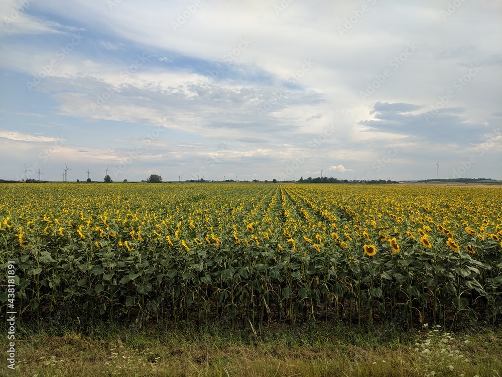 Field with many sun flowers