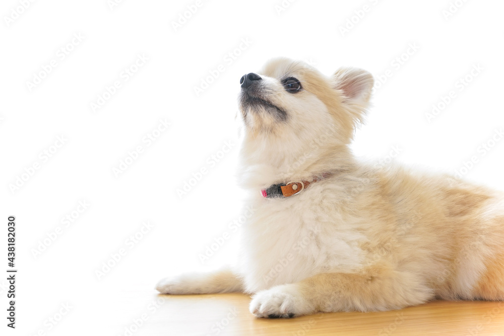 Obraz premium 車椅子でデスクワークをする外国人の女性