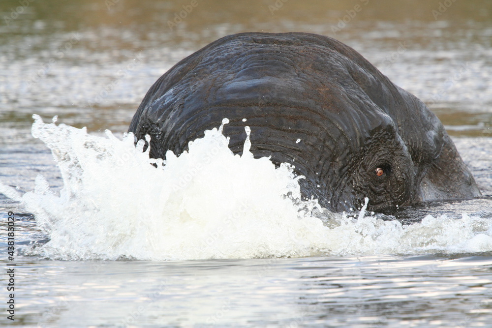 Fototapeta premium Elephant in Africa